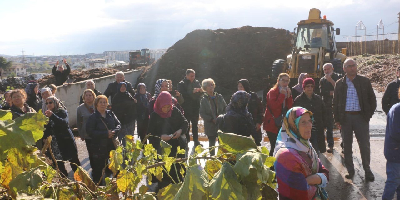 Körfez'in çınarları mantar topladı