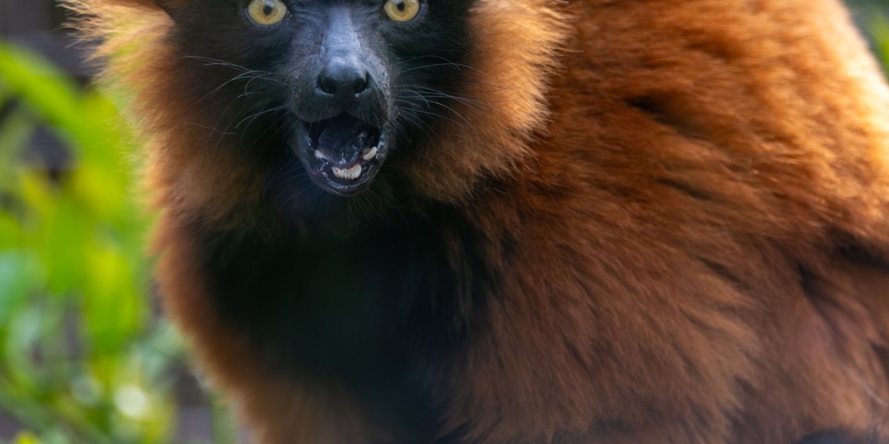 FYZoo, Lemurların Korunmasına Dikkat Çekiyor!