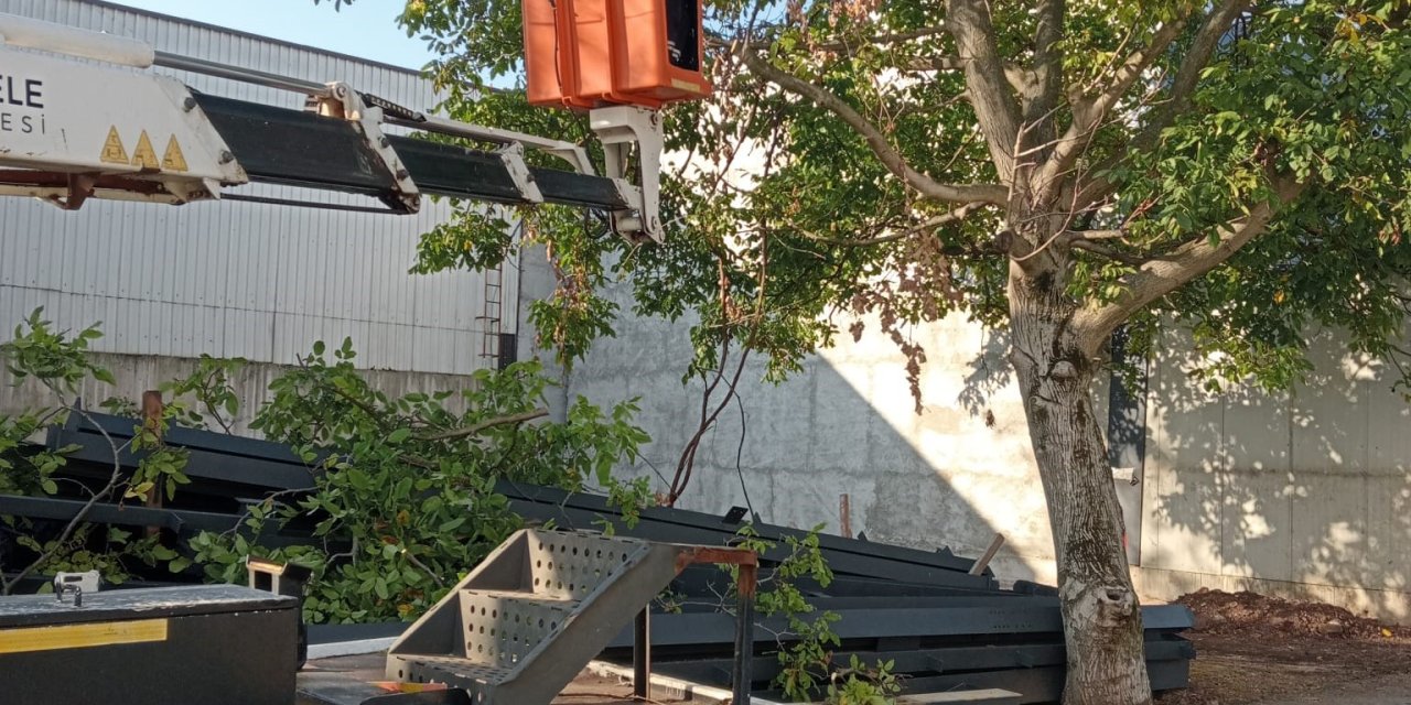 Ağaçlara sonbahar bakımı