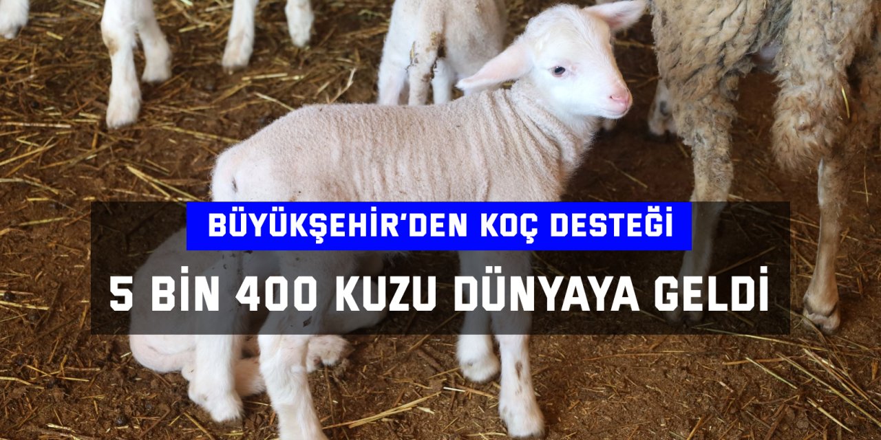 5 bin 400 kuzu dünyaya geldi