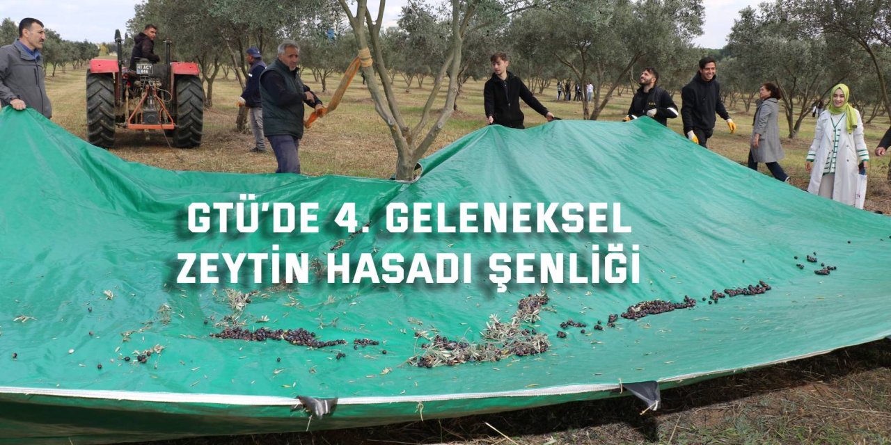 GTÜ’de 4. Geleneksel Zeytin Hasadı Şenliği