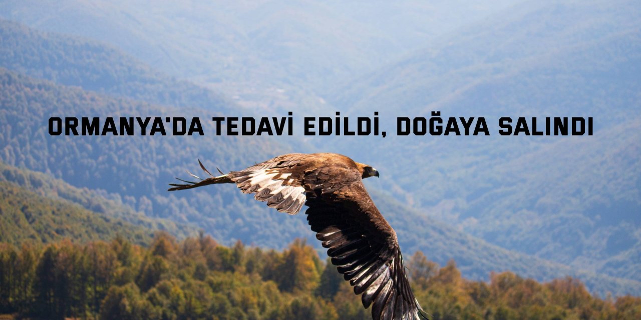 Ormanya'da tedavi edildi, doğaya salındı