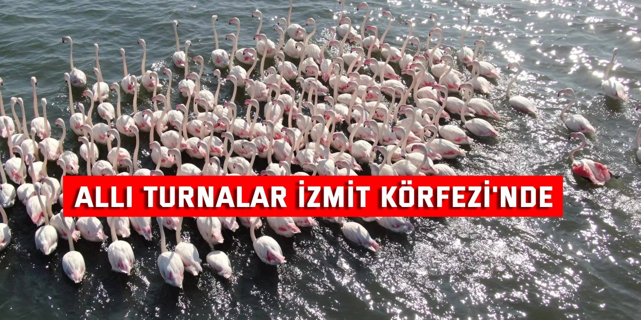 Allı turnalar İzmit Körfezi'nde