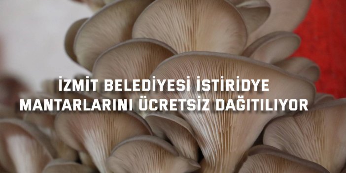 İZMİT BELEDİYESİ    İstiridye mantarlarını ücretsiz dağıtılıyor