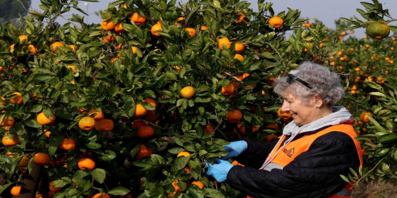 LÖSEV Doğal Satsuma Mandalinaları