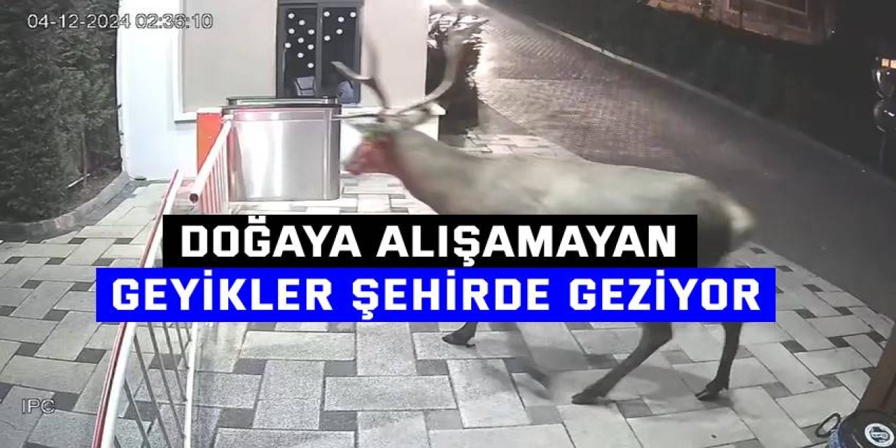 Doğaya alışamayan geyikler şehirde geziyor