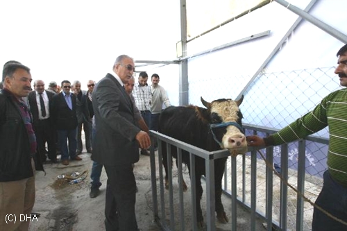 CHP Milletvekili Öğüt, "İthal Hayvanlara Domuz Yağlı Yem Veriliyor"
