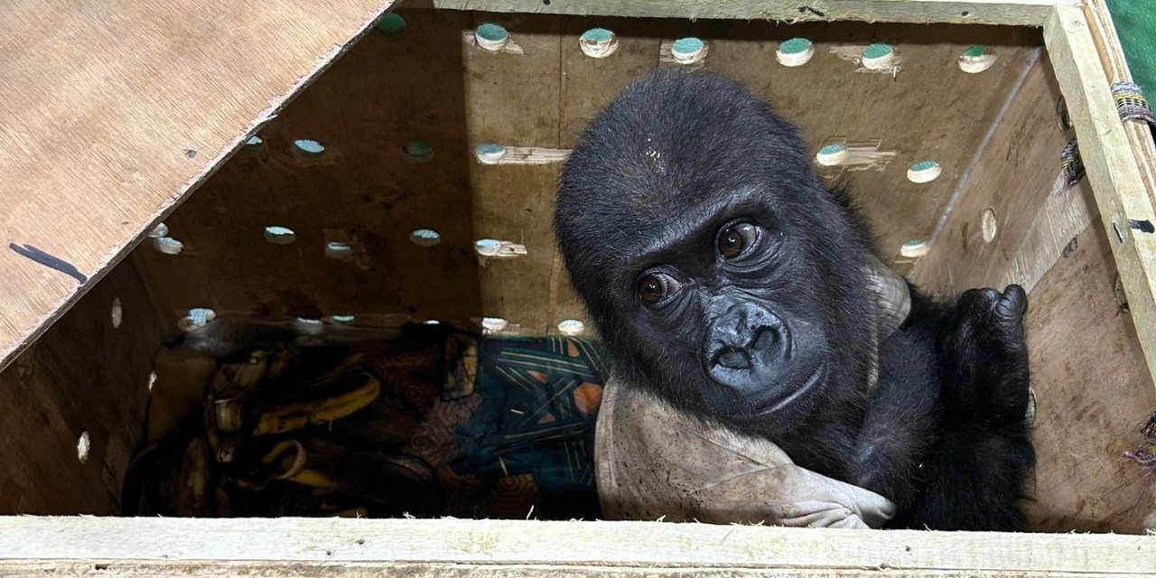 Havalimanı’nda goril yavrusu yakalandı!