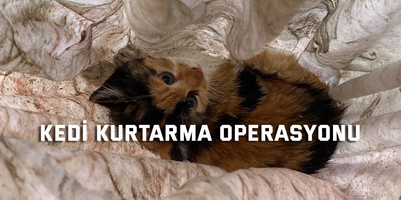 Kedi kurtarma operasyonu