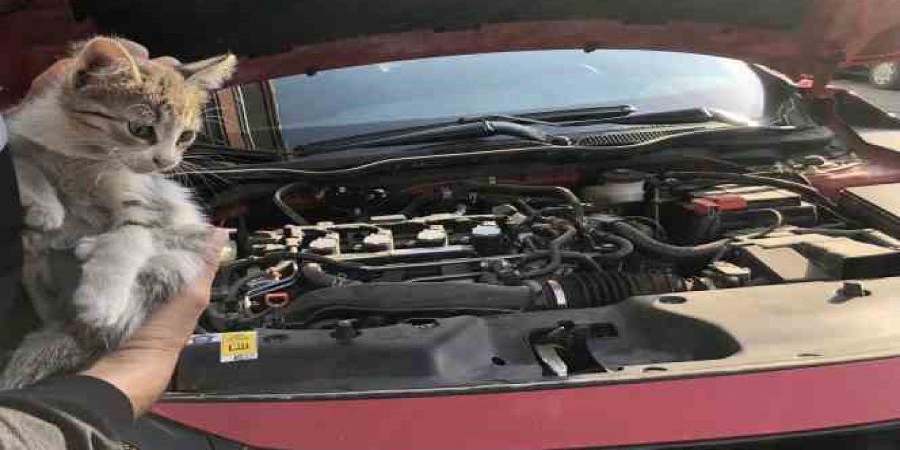 Soğuk havalarda araç motorlarındaki kedilere dikkat!