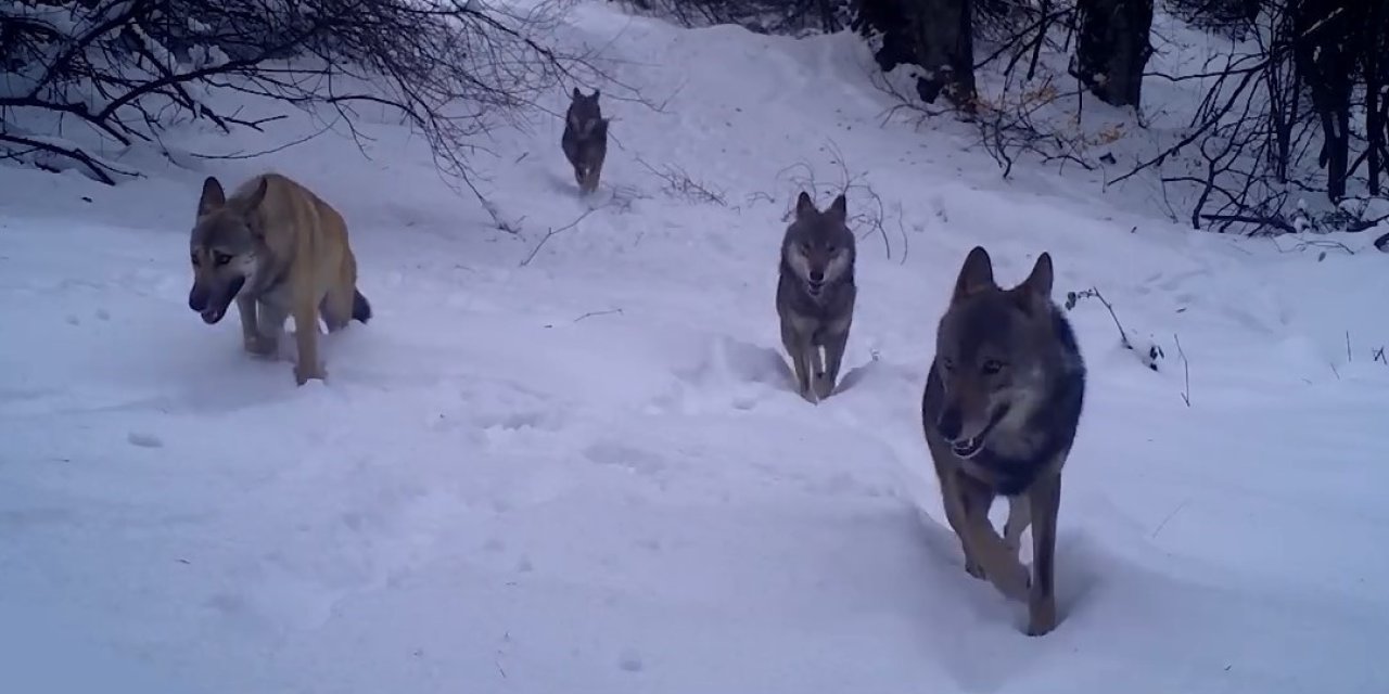 Kurtlar fotokapana takıldı!