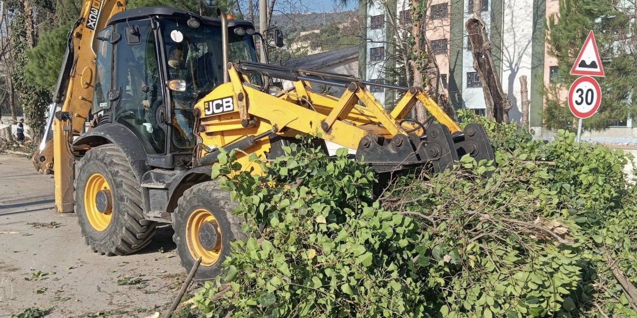 Körfez'de ağaçların bakımı sürüyor