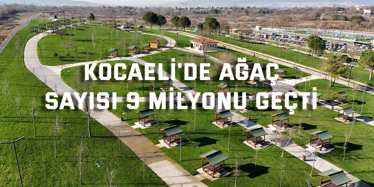 Kocaeli'de ağaç  Sayısı 9 milyonu geçti