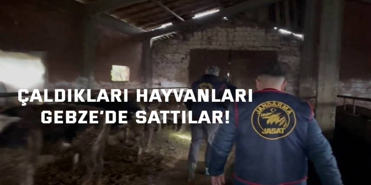 Çaldıkları hayvanları  Gebze’de sattılar!