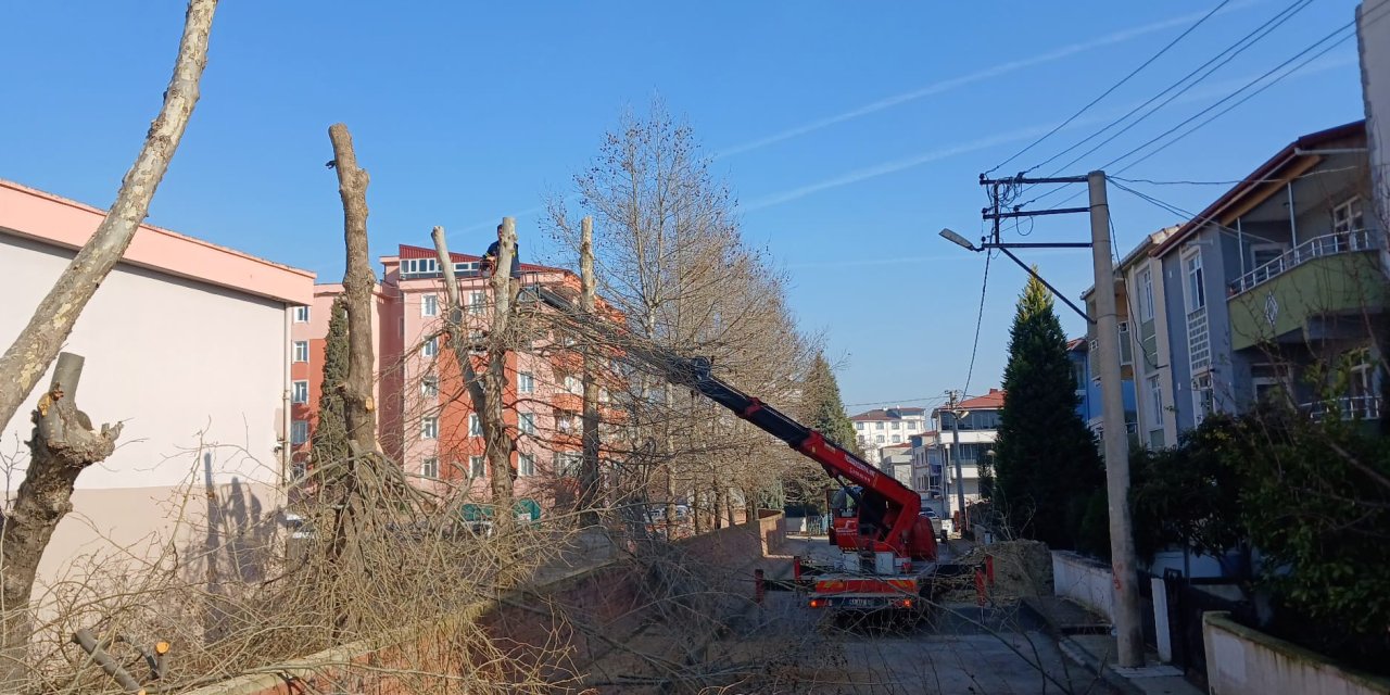 Dilovası’nda ağaç budama çalışmaları