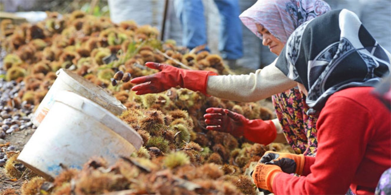 Türkiye'de kestane üretimi yüzde 4.4 arttı