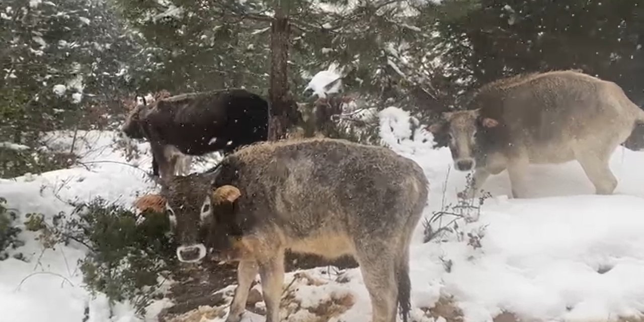 Kara rağmen büyükbaş hayvanlar otlanmaya çıktı
