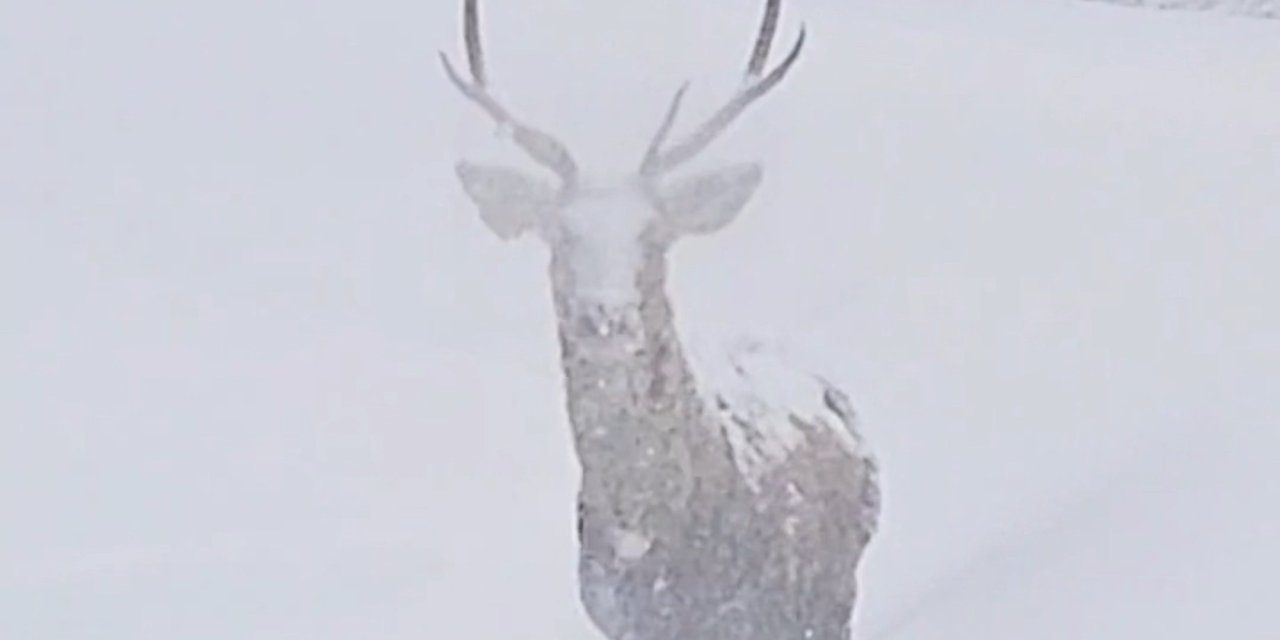 Karla kaplı alanlarda kızılgeyik güzelliği