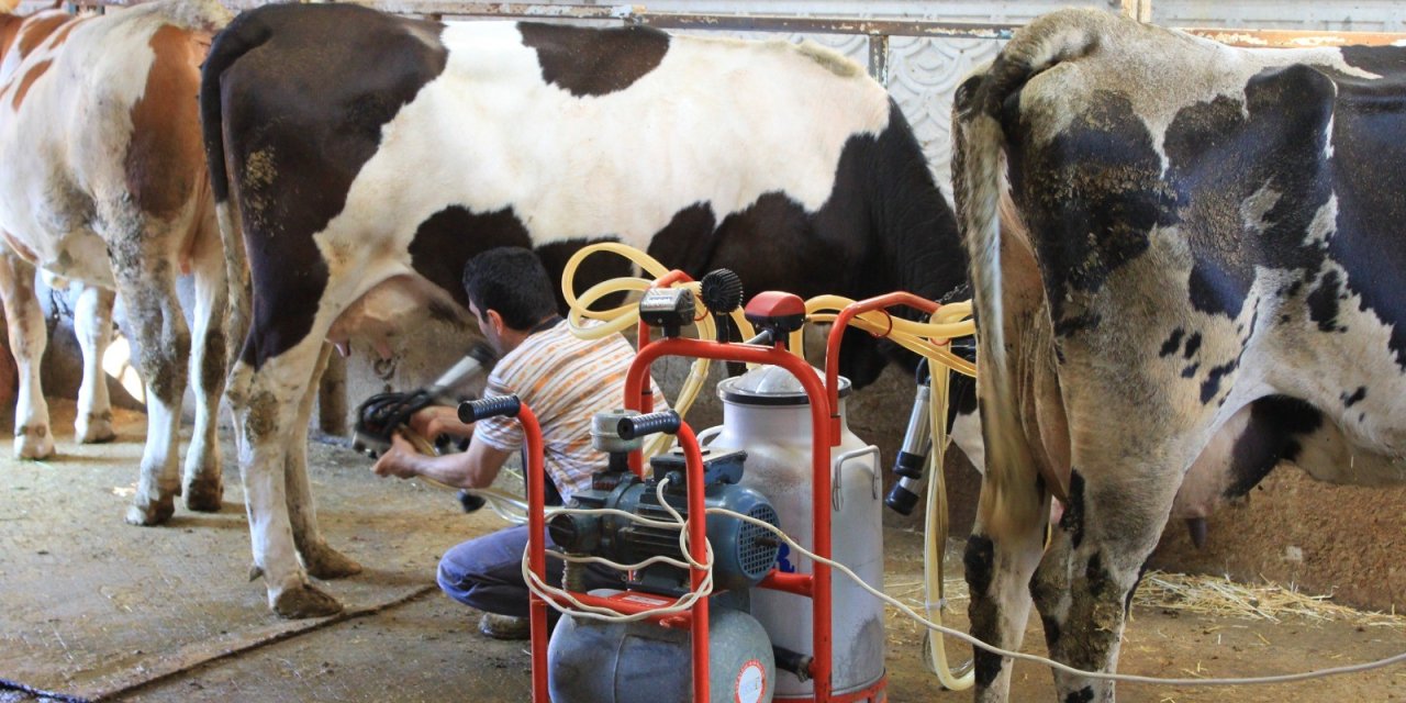 Türkiye'de büyükbaş hayvan sayısında yükseliş