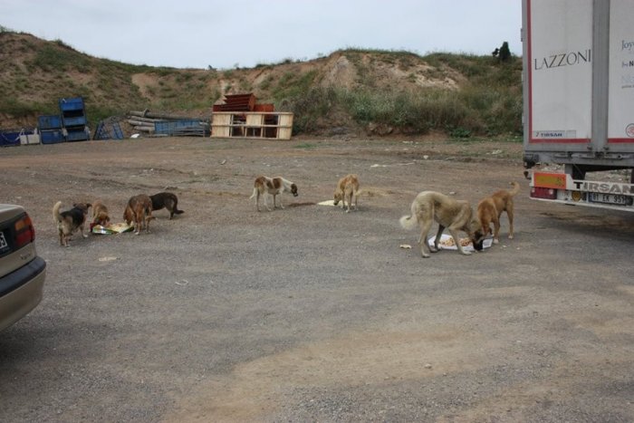 “Kayıp köpekler nereye gitti?”