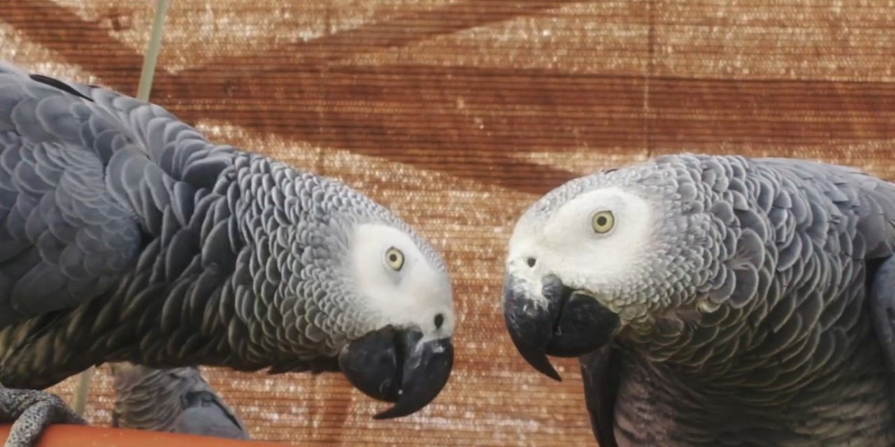Gri papağanlar Turkish Cargo ile özgürlüğe uçtu