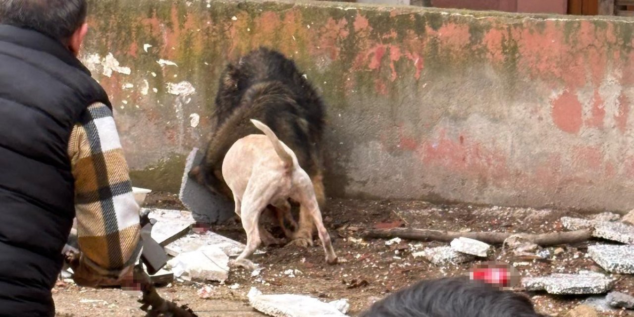 Başıboş pitbull, köpeği parçaladı