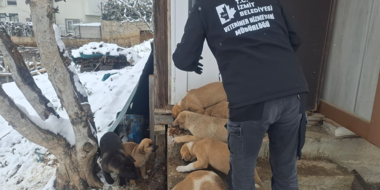 İzmit Belediyesi Sokak hayvanlarını unutmadı