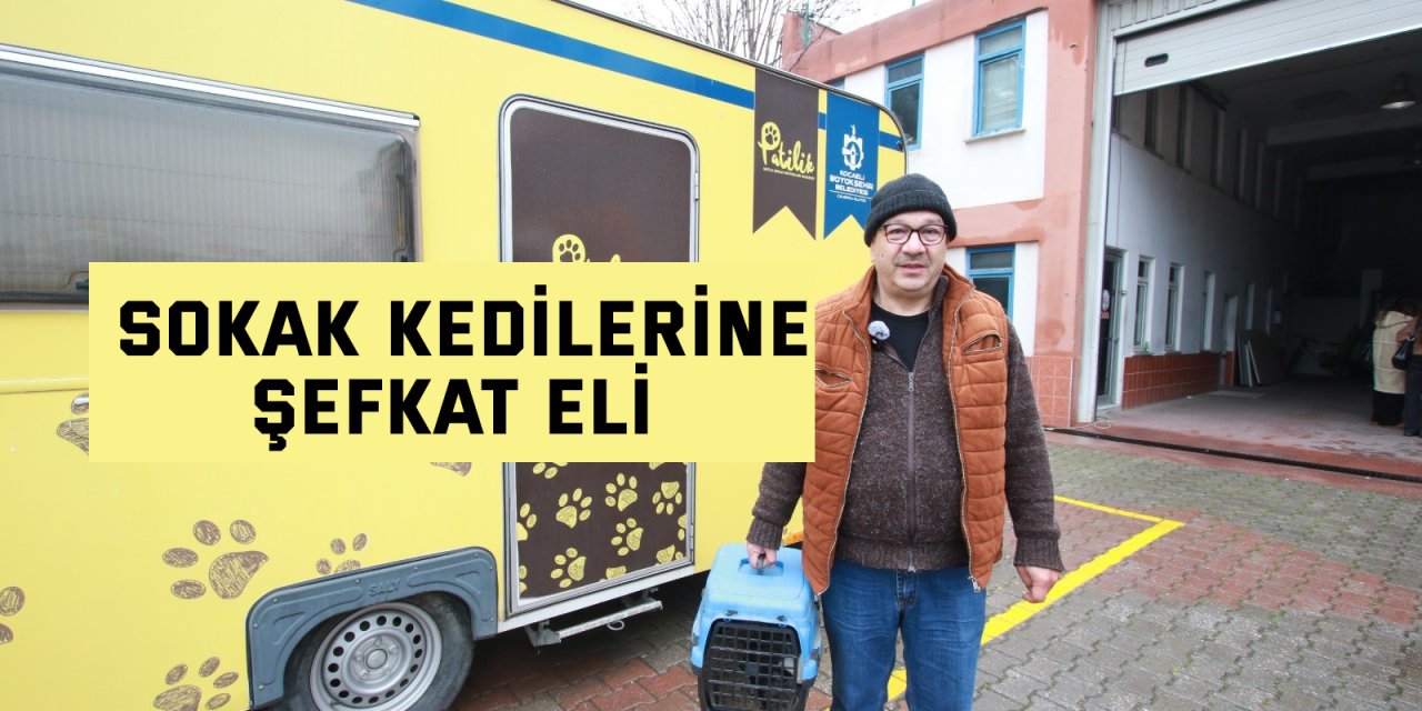 Sokak kedilerine şefkat eli