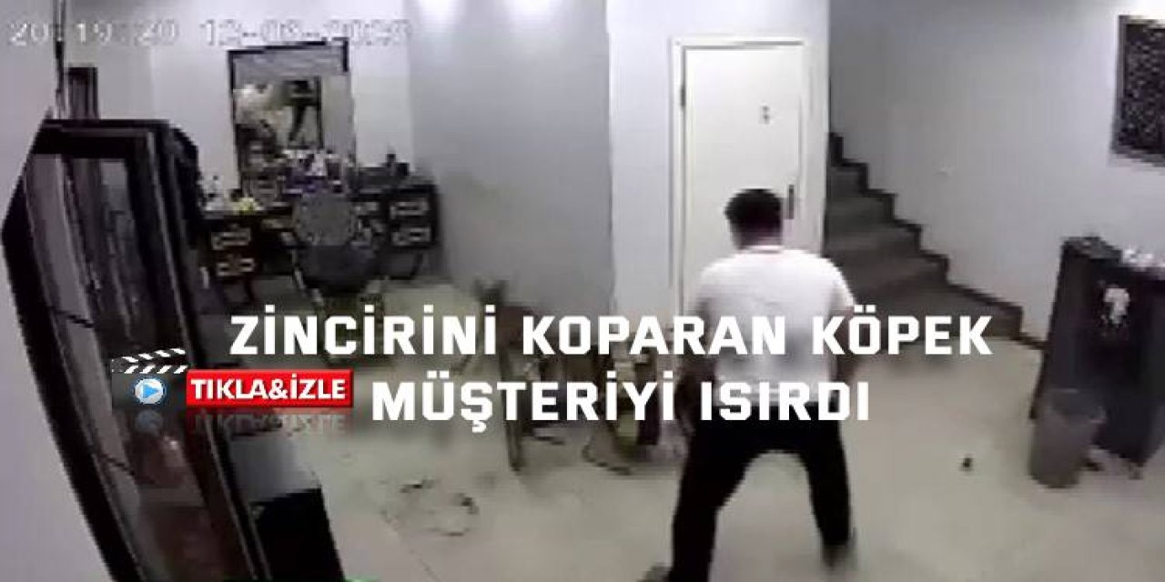 Zincirini koparan köpek müşteriye ısırdı