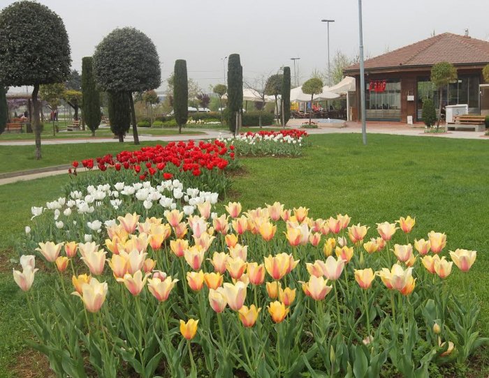Laleler Gebze’yi şenlendirdi