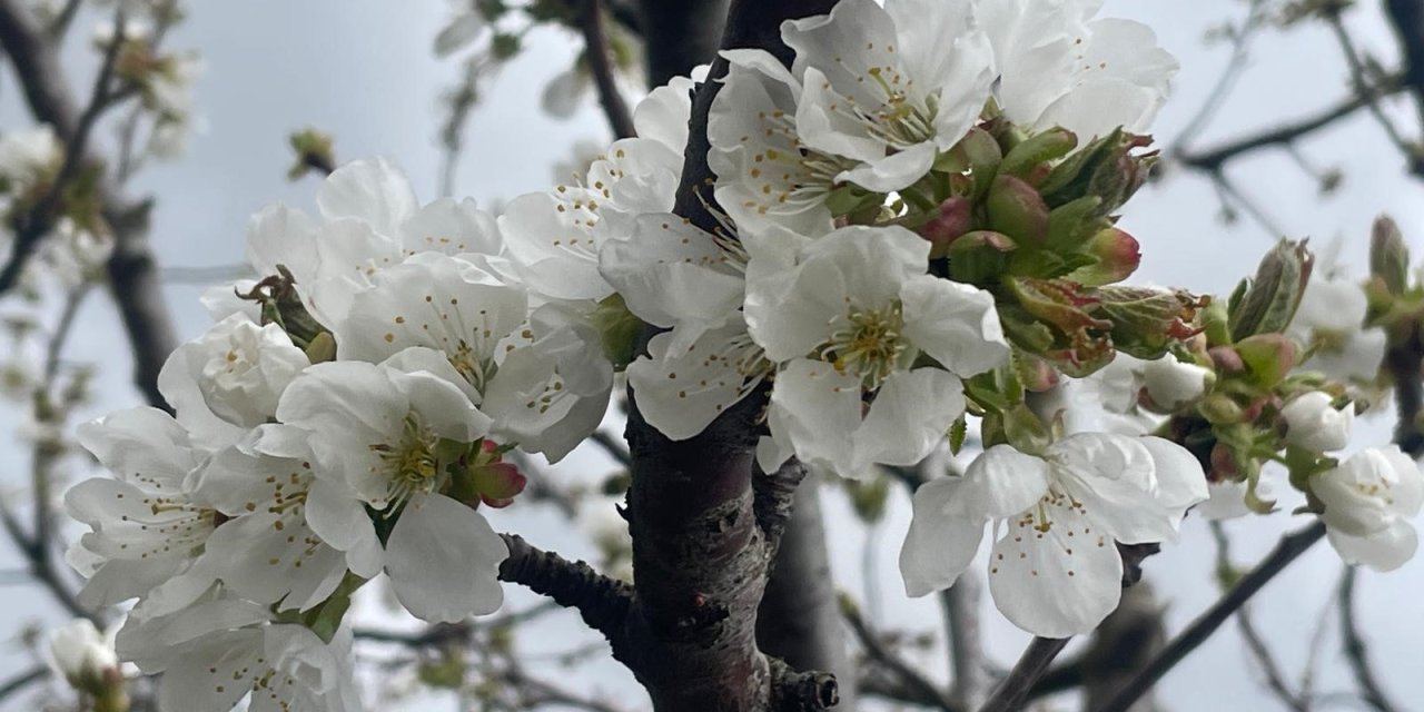 Kiraz ve vişnede çiçeklenme dönemi