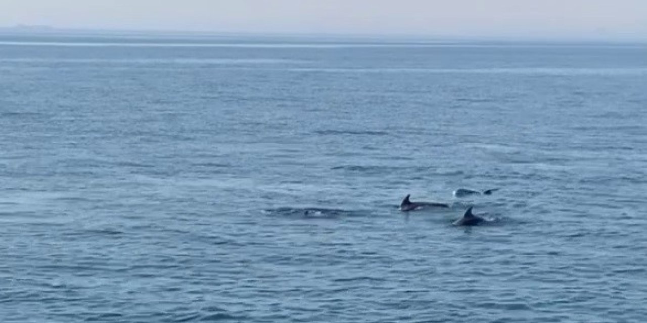 Marmara’da yunus balıklarından görsel şölen
