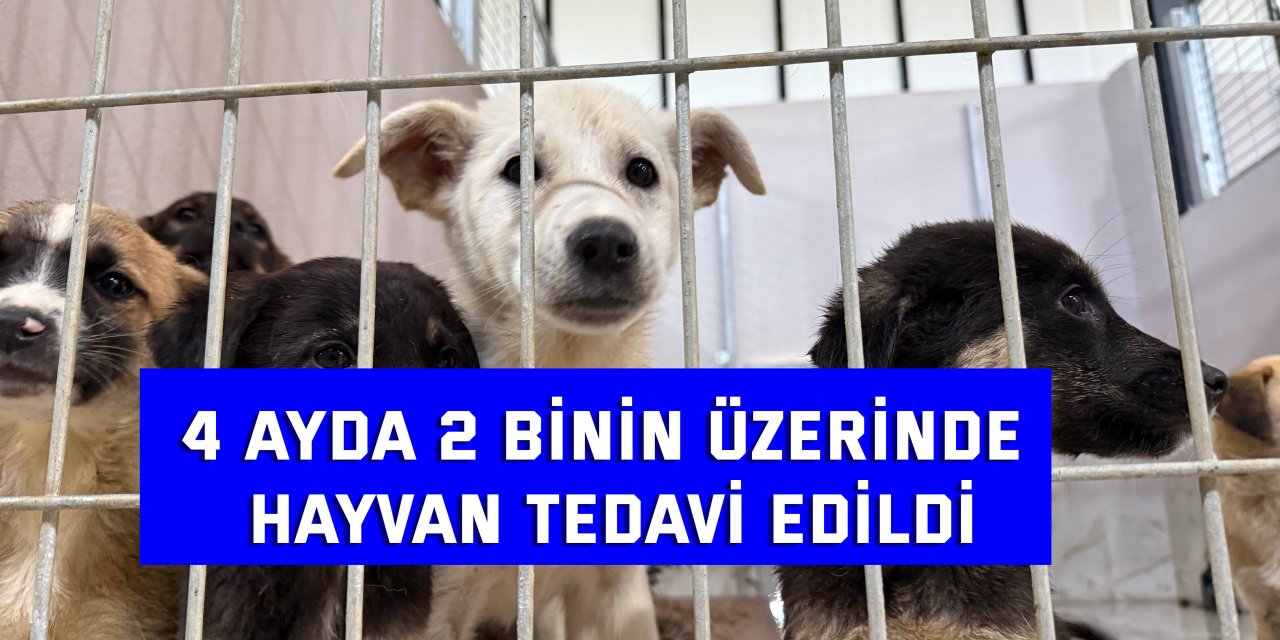 4 Ayda 2 Binin Üzerinde  Hayvan Tedavi Edildi