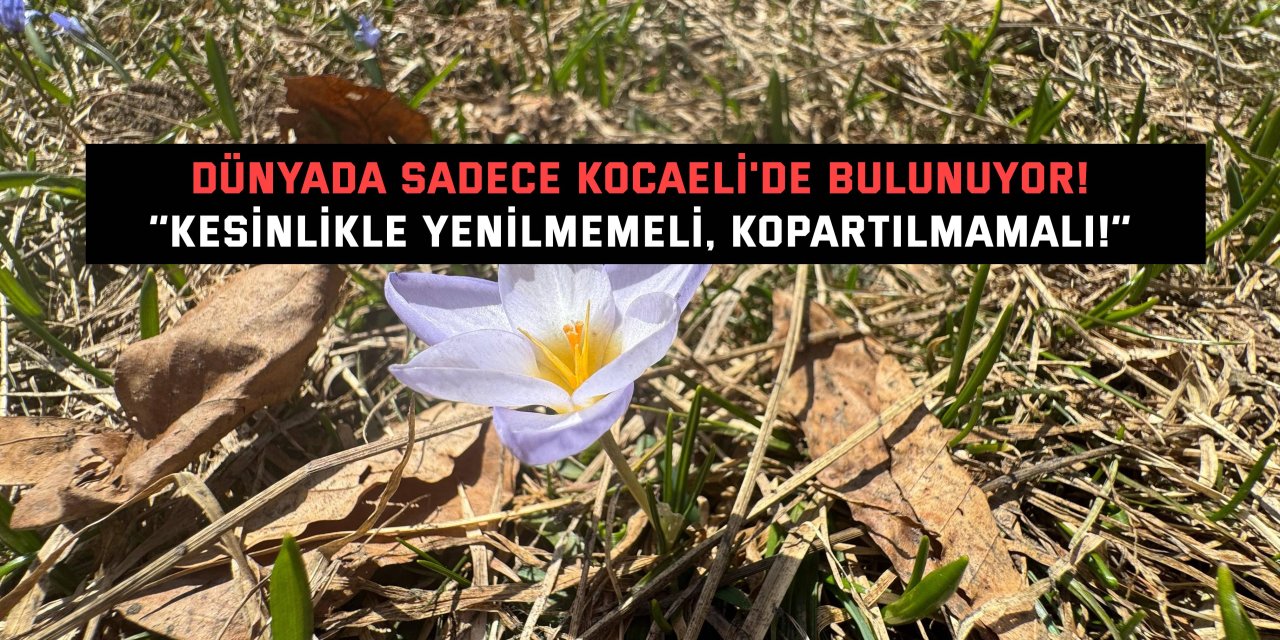 DÜNYADA SADECE KOCAELİ'DE BULUNUYOR!    ‘’Kesinlikle yenilmemeli, kopartılmamalı!’’