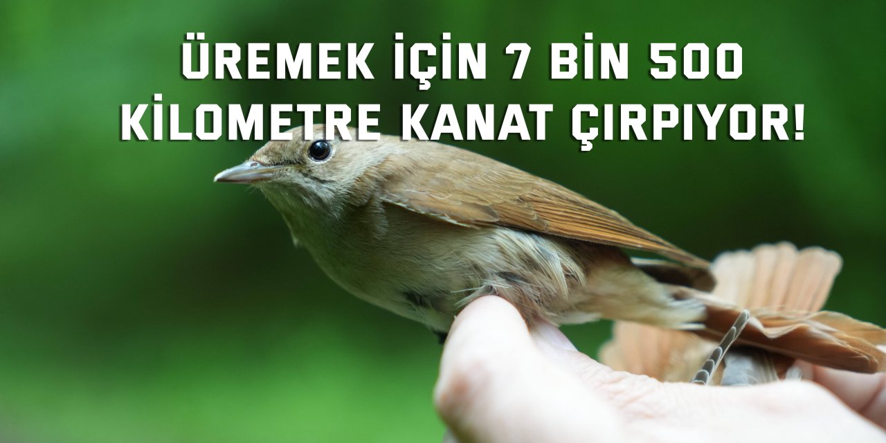 Üremek için 7 bin 500  kilometre kanat çırpıyor!