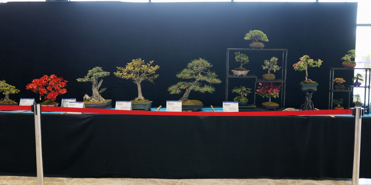 Ulusal Bonsai Sempozyumu'nda ilgi gördü
