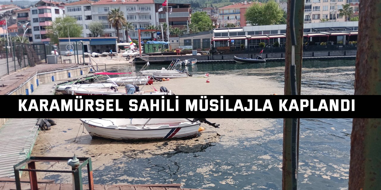 Karamürsel sahili müsilajla kaplandı