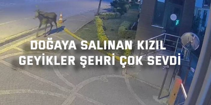 Kızıl geyikler yerleşim alanlarında