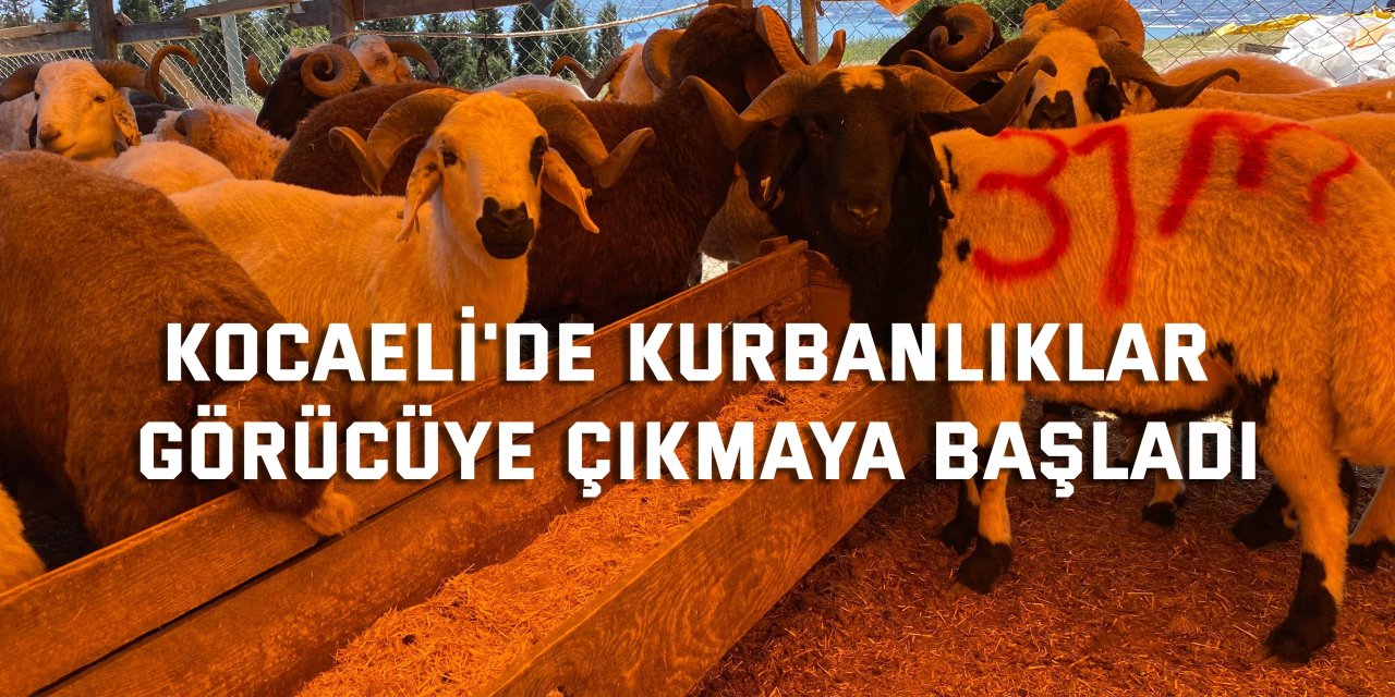 Kocaeli'de kurbanlıklar görücüye çıkmaya başladı