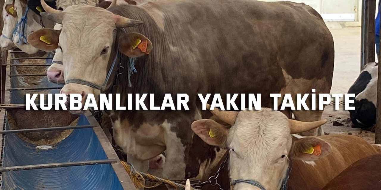 Kurbanlıklar yakın takipte