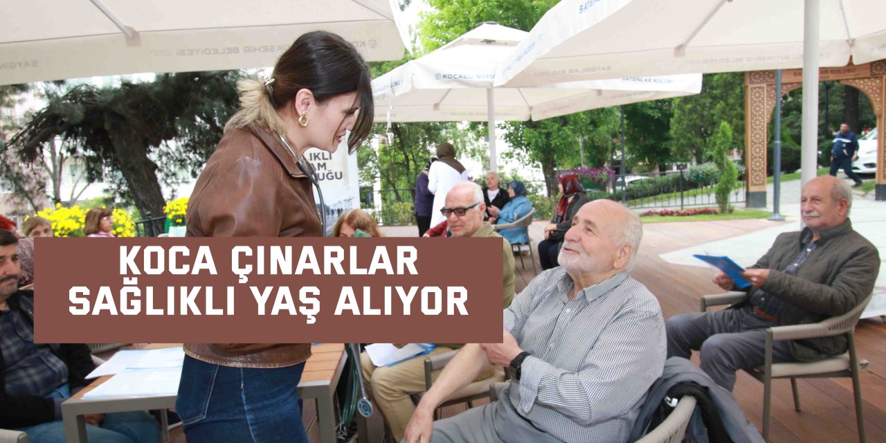 Koca çınarlar sağlıklı yaş alıyor
