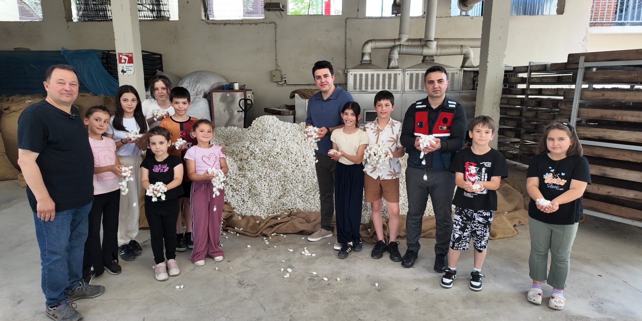 İpekböceği ırkları üzerinde ıslah çalışmaları