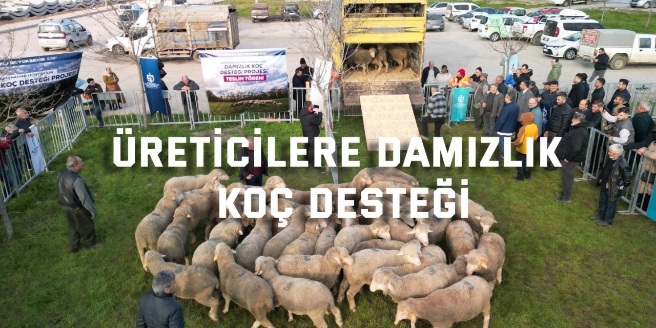 Üreticilere damızlık koç desteği