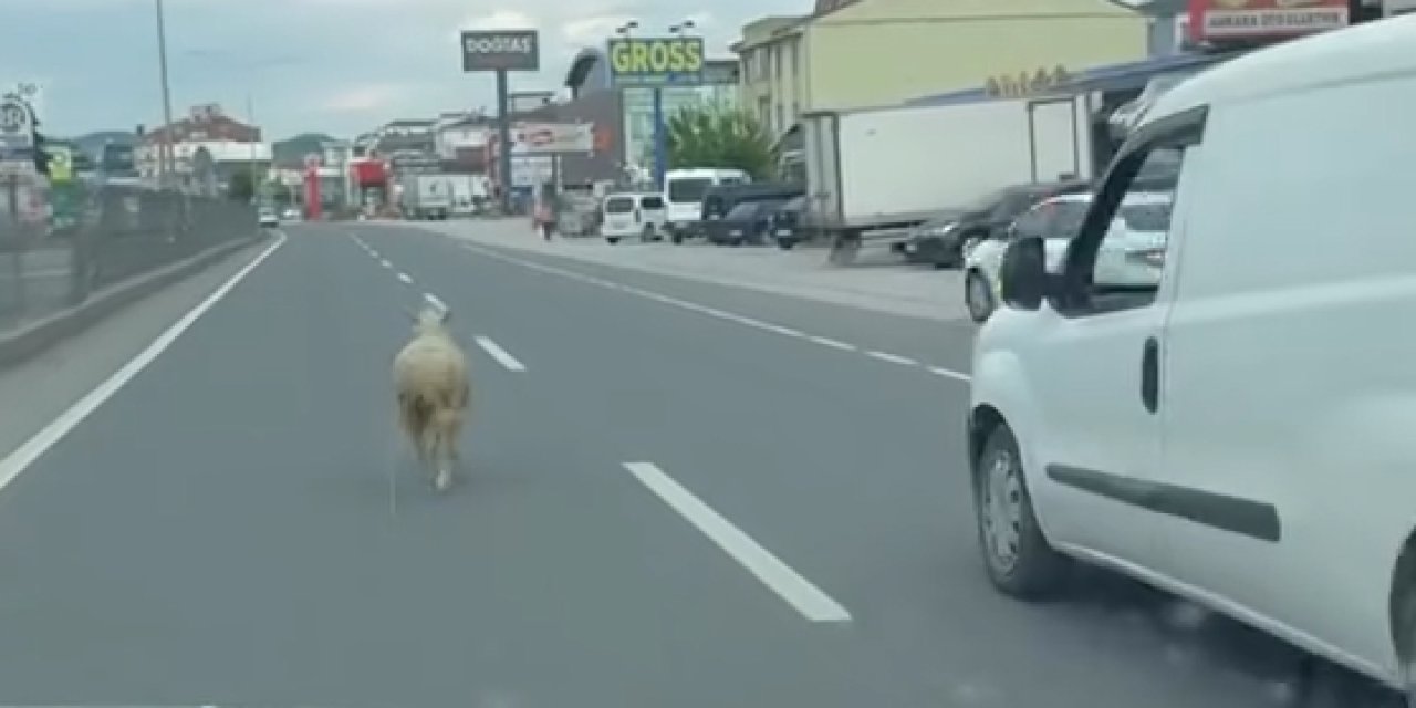 Kaçak kurbanlık koyun trafiği birbirine kattı