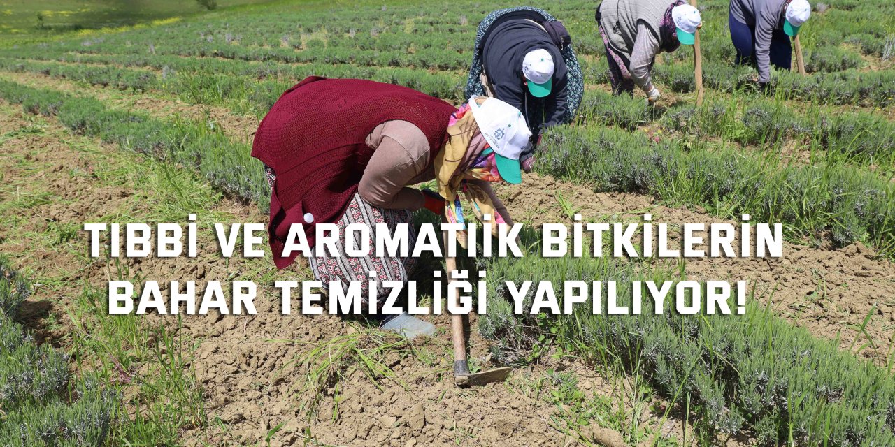 Tıbbi ve aromatik bitkilerin  bahar temizliği yapılıyor!