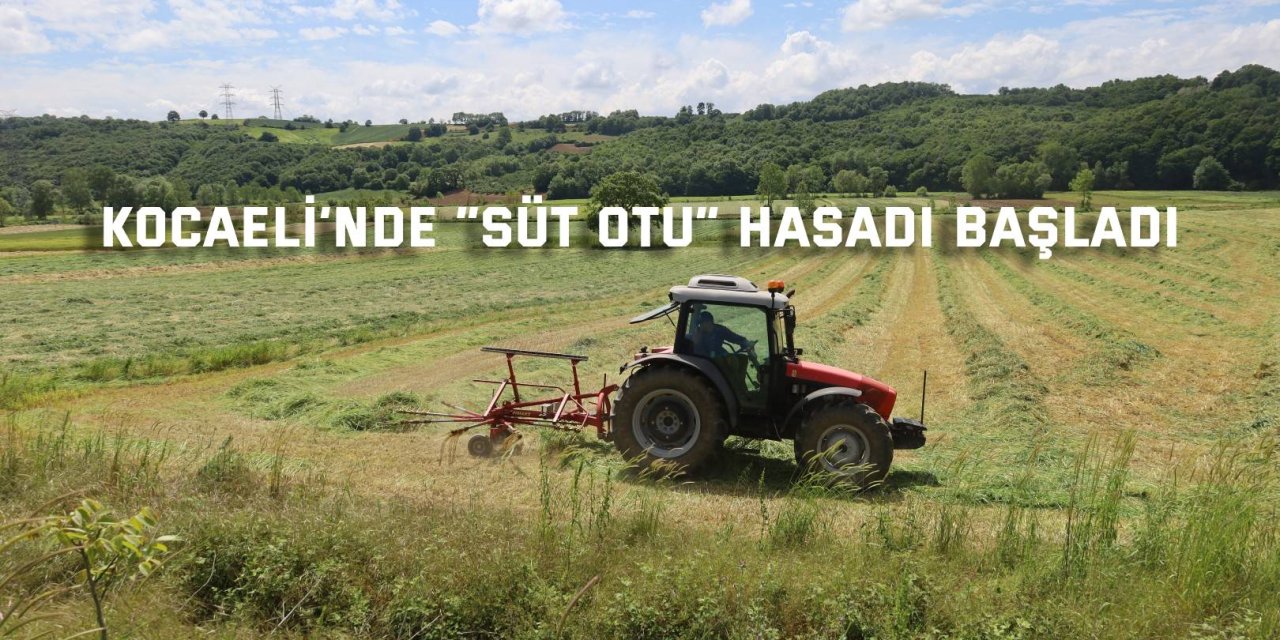 Kocaeli’nde “süt otu” hasadı başladı