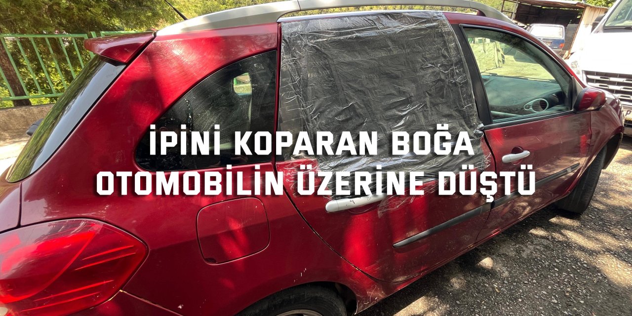 İpini koparan boğa otomobilin üzerine düştü
