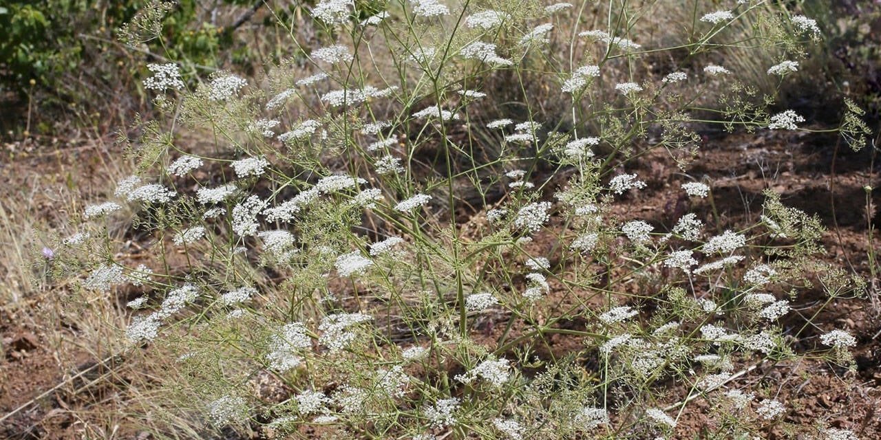 Endemik anason türüne  Prof. Dr. Başer’in adı verildi