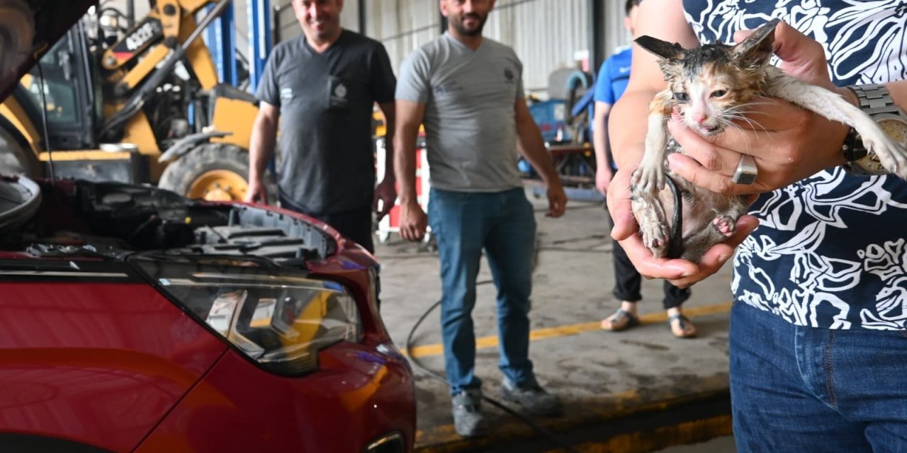 Yavru kedi kurtarma operasyonu