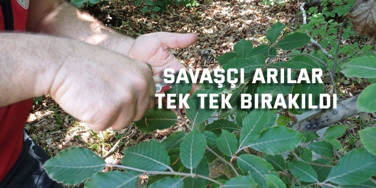 Savaşçı arılar tek tek bırakıldı